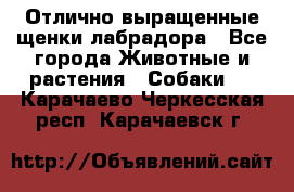 Отлично выращенные щенки лабрадора - Все города Животные и растения » Собаки   . Карачаево-Черкесская респ.,Карачаевск г.